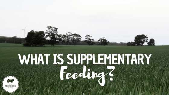 What Is Supplementary Feeding And Its Benefits